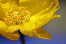 Icelandic poppy, Papaver nudicaule, Close cropped view of yellow flower with yellow stamens against blue sky,