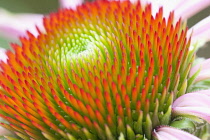 Purple coneflower, Echinacea purpurea 'Magnus', Close view of central mound of green orange tipped stamens,