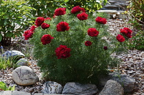 Fennel-leaved peony, Paeonia tenuifolia 'Rubra Flora Plena' growing in garden with rocks and gravel in Canada, Alberta, Lethbridge.