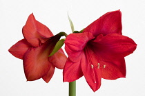 Amaryllis, Hippeastrum 'Red Lion', Two red flowers on a long stem against a white background.