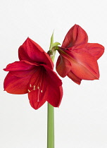 Amaryllis, Hippeastrum 'Red Lion', Two red flowers on a long stem against a white background.