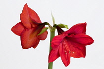 Amaryllis, Hippeastrum 'Red Lion', Two red flowers on a long stem against a white background.