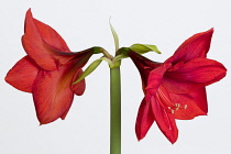 Amaryllis, Hippeastrum 'Red Lion', Two red flowers on a long stem against a white background.