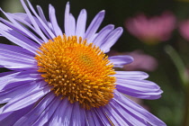 Aster tongolensis 'Berggarten', Close up of mauve flower with masses of orange stamen.