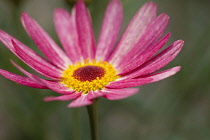 Marguerite daisy, Argyranthemum frutescens LaRita 'Banana Split', Close up of pink flower with yellow stamens.