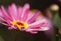 Marguerite daisy, Argyranthemum frutescens LaRita 'Banana Split', Close up of pink flower with yellow stamens and insect.