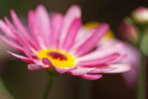 Marguerite daisy, Argyranthemum frutescens LaRita 'Banana Split', Close up of pink flower with yellow stamens.