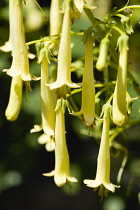 Cape fuchsia, Phygelius 'Funfare Yellow', Several pendulous tubular flowers growing on a plant outdoors.