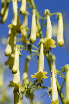 Cape fuchsia, Phygelius 'Funfare Yellow', Several pendulous tubular flowers growing on a plant outdoors, against a blue sky.