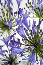 Agapanthus africanus, Blue purple flowers on an umbel shaped flowerhead forming a pattern against a white background.