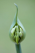 Agapanthus africanus, Close front view of white flowers emerging from sheath, against a green background.