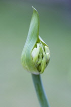 Agapanthus africanus, Close side view of white flowers emerging from sheath, against a green background.