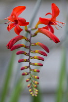 Montbretia, Crocosmia 'Lucifer', Branched spike with emerging showy funnel-shaped red flowers isolated in shallow focus against a green and grey background.