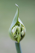 Agapanthus africanus, Close front view of white flowers emerging from sheath, against a green background.