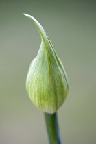 Agapanthus africanus, Close view of flower bud, against a green background.