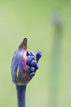 Agapanthus africanus, Close view of blue purple flowers emerging from sheath.