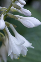 Hosta cultivar, Close up of white pendulous flowers growing on a plant against a green background.