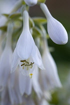 Hosta cultivar, White pendulous flowers with long curved stamens, growing on a plant against a green background.