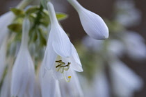 Hosta cultivar, White pendulous flowers with ling curved stamens, growing on a plant against a green background.
