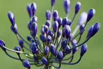 Agapanthus africanus, Close view of blue purple flowers about to emerge, growing in an umbel shape, against green background.