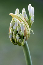 Agapanthus africanus, Close view of white flower about to emerge,  against green background,