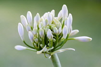 Agapanthus africanus, Close view of white flowers emerging into an umbel shaped flowerhead, against green background,