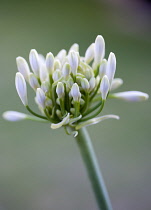 Agapanthus africanus, Close view of white flowers emerging into an umbel shaped flowerhead, against green background,