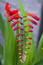 Montbretia, Crocosmia 'Lucifer', Branched spike with emerging showy funnel-shaped red flowers isolated in shallow focus against a green and grey background.