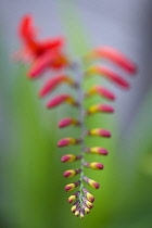 Montbretia, Crocosmia 'Lucifer', Branched spike with emerging showy funnel-shaped red flowers isolated in shallow focus against a green and grey background.