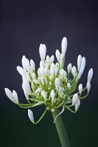 Agapanthus africanus, Close view of white flowers emerging into an umbel shaped flowerhead, against a dark background.