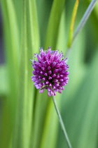 Allium sphaerocephalon, A single purple spherical flower on a stem isolated in shallow focus against green leaves.
