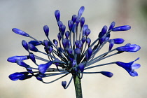 Agapanthus africanus, Close view of blue purple flowers about to emerge, growing in an umbel shape, against agrey background.
