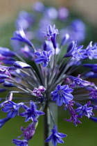 Agapanthus africanus, Close view of blue purple flowers emerging, from an umbel shaped flowerhead, against a green background.