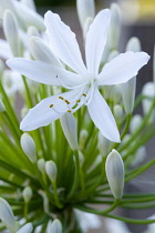 Agapanthus africanus, Close view of a white flowers emerging from an umbel shaped flowerhead.