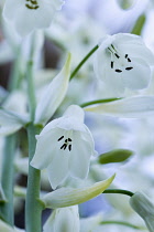 Summer hyacinth, Galtonia candicans, Pendulous white flowers with black tipped stamens.