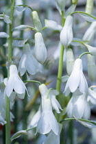 Summer hyacinth, Galtonia candicans, Pendulous white flowers with black tipped stamens.