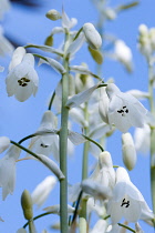 Summer hyacinth, Galtonia candicans, Pendulous white flowers with black tipped stamens.