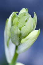 Summer hyacinth, Galtonia candicans, Pendulous white flowers with black tipped stamens.