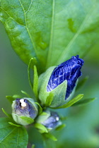 Rose mallow 'Blue Bird', Hibiscus syriacus 'Oiseau Bleu', Purple blue buds opening among green leaves on a shrub.