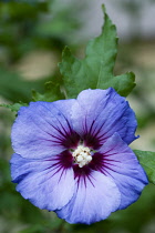 Rose mallow 'Blue Bird', Hibiscus syriacus 'Oiseau Bleu', A single purple blue flower with white stamens.