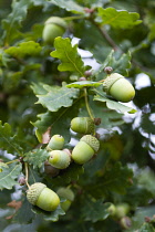 Oak, Quercus robur, Acorns growing on the branches of tree in late summer.