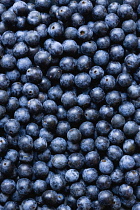 Blackthorn, Prunus spinosa, Abundant harvest of purple sloe berries.