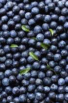 Blackthorn, Prunus spinosa, Abundant harvest of purple sloe berries and a few leaves from the shrub.