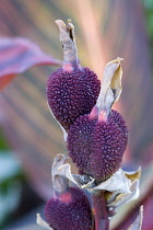 Canna indica, Close up of unusual purple seed pods in autumn.