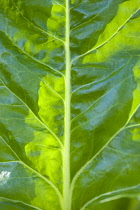 Spinach, Spinacia oleracea, Close-up detail of a green vegetable leaf in sunlight.