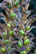 Bear's breeches, Acanthus mollis, Side view of seedhead bearing bright green fruit containing seeds on a plant in autumn.