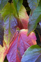 Boston ivy, Parthenocissus tricuspidata, Close-up detail of green leaves turning red and yellow in autumn.