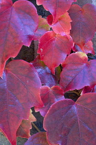 Boston ivy, Parthenocissus tricuspidata, Close-up detail of red autumn leaves.