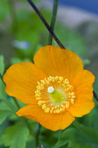 Icelandic poppy, Papaver nudicaule, Close-up detail of a single orange flower with yellow stamen against a green leafy background.