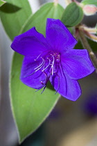 Glory bush, Tibouchina urvilleana, Purple flower with prominent stamen on an evergreen shrub.